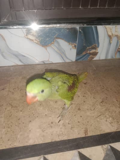 Masha Allah jambo size chicks near to self