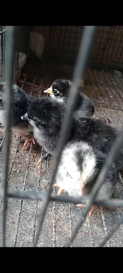 important father mother not for sale chicks for sale