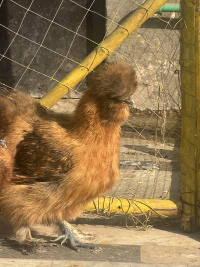 Golden partridge silkie female - F1