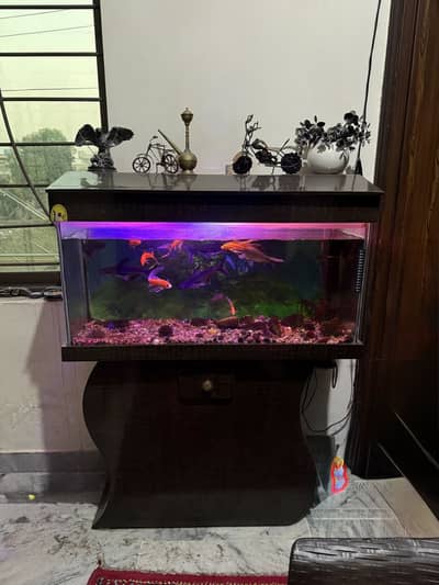 Aquarium Fish Tank for Sale – Good Condition