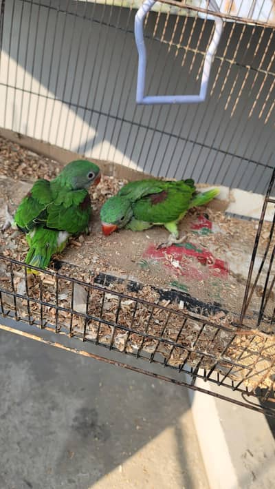 raw chick 16000 par piece. .  .  .  .  .  03309867278 whstap number