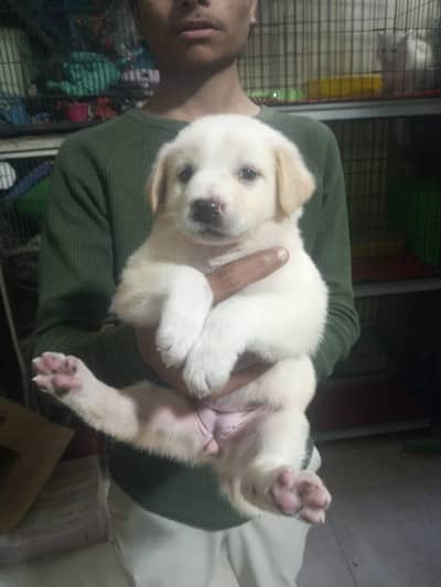 1 puppy 12000all puppy available 03475981324