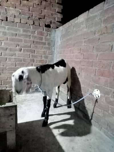 bakri 10 month ki hy or Bakra 9 month ka