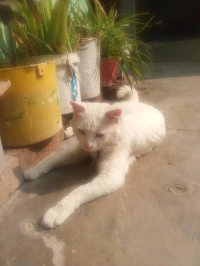 so cute colour white