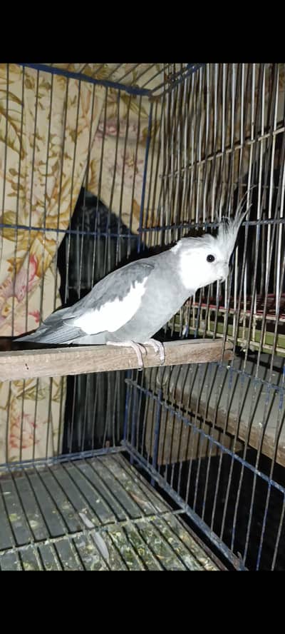 Cocktail pair and chicks for sale