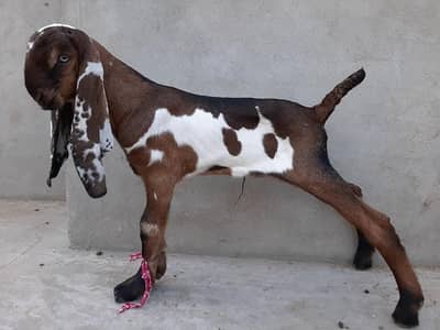 dasi nasal ka beautiful bakra