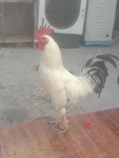 desi murga or murgiya for sale wattsapp 03095213087