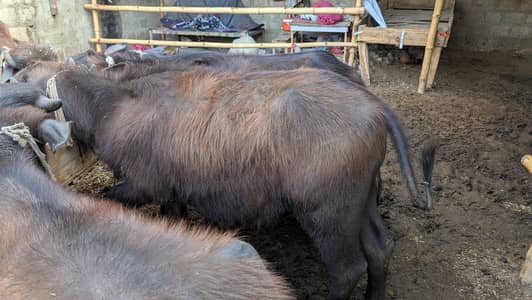 *Buffalos / گائے / wacha / Murrah Buffalos for sale*