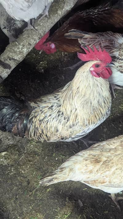 feyoumi misri 3female 1 male egg lying