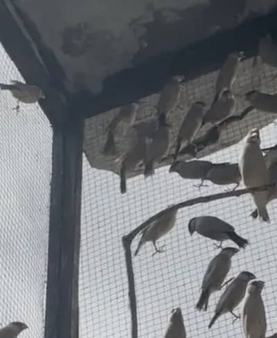 Dark head pastal fawn split java