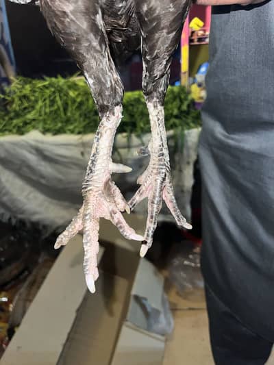 Aseel Madi all Okh exchange b ho sakti ha