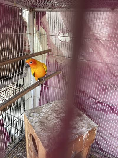 Selling exotic pairs