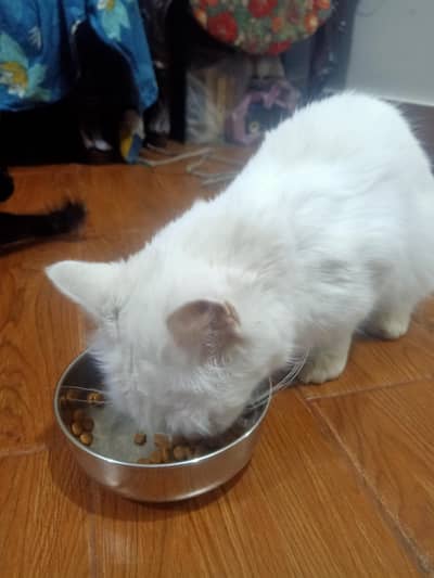 Persian cat white