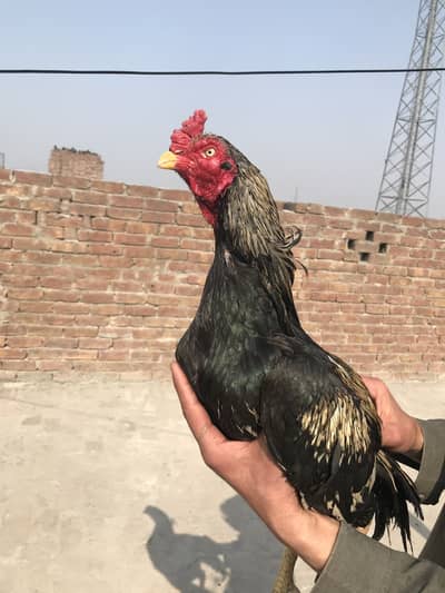 Top quality aseel 03193798449 wattsp number