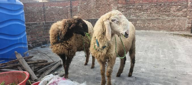 jori for sale age 7 month  abi kheray han 2no