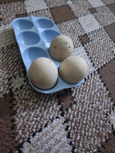 shamo | lakha shmao eggs high quality, | shamo eggs for sale