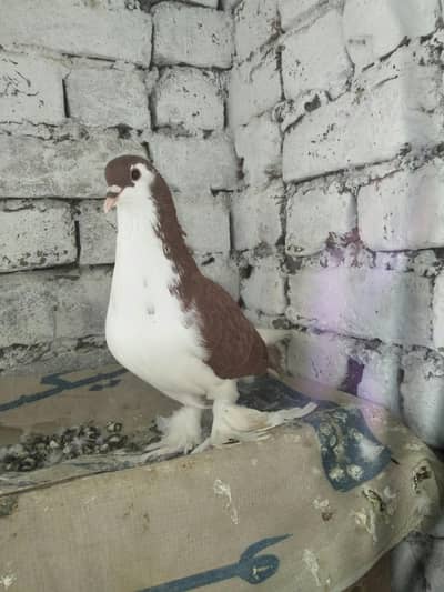 Sherazi pigeon
