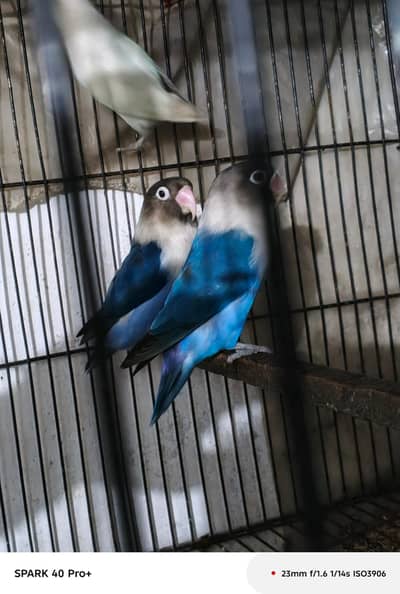 Breeders Pairs & Cage