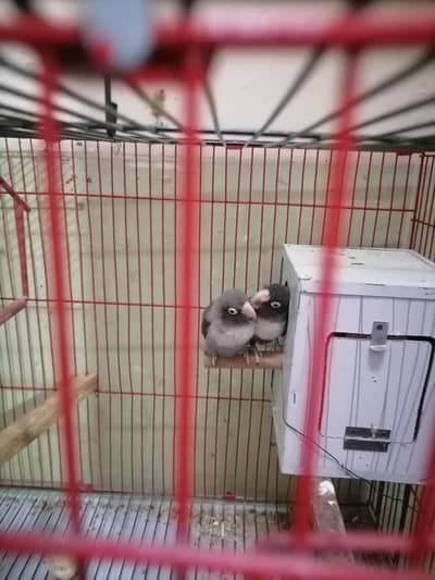 lovebird breeder pair