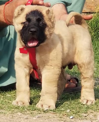 Turkish kangal puppy male age 2 month for sale