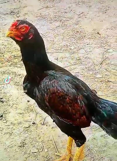 amroha x rampuri aseel madi