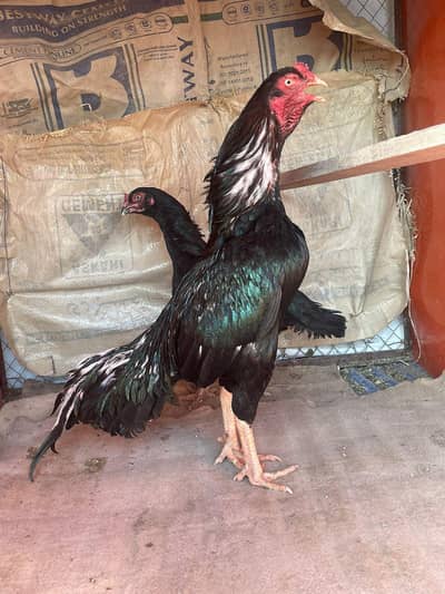 Mushka Lassani Murga available