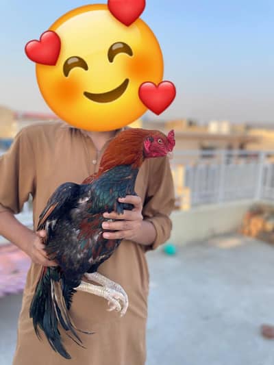 Mushka Lassani Murga available