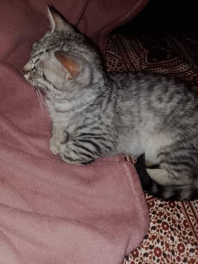 pair of Cats Home Trande