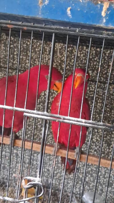 Red Moluccan Lorry breeder Pair