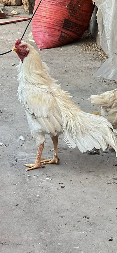 one male salaita one male heera breeder