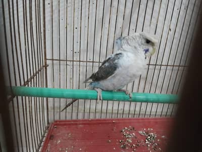 Black wing hogo female & Albino/Lotino red eyes