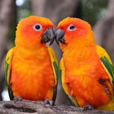 High Red Factor Breeder Fertile Pair Sun Conure