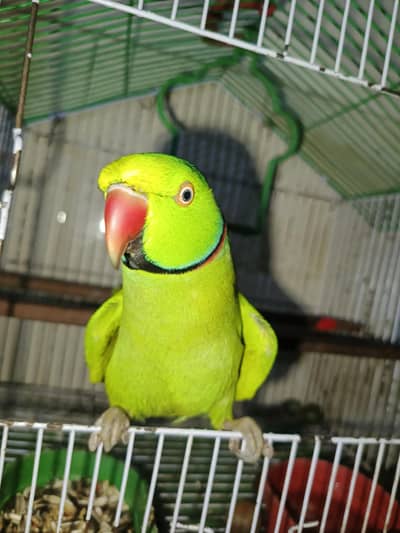 Ringneck full talking full tame never bite face to face talking