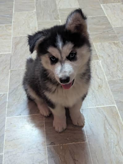 Husky female puppy