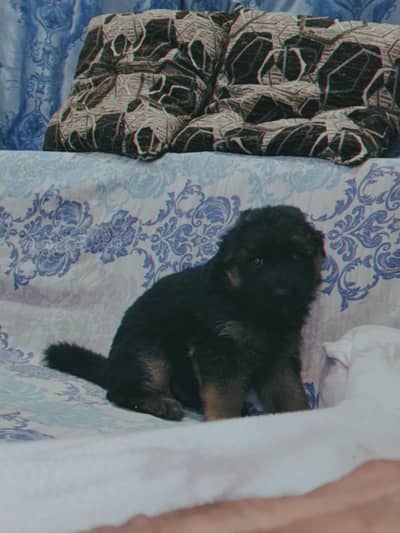 German shepherd puppy for sale