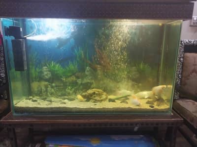 aquarium has beautiful under water environment