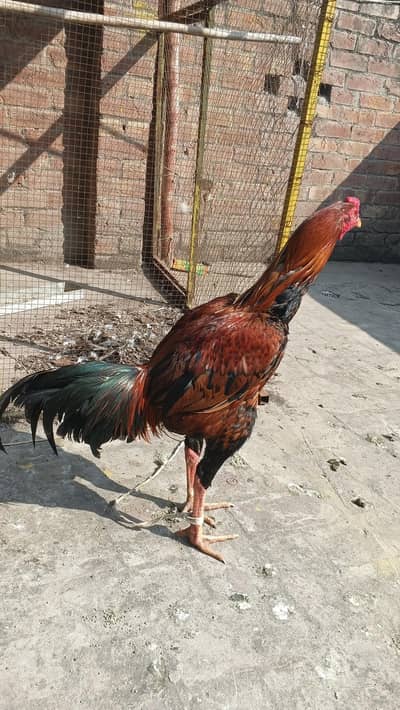 pair for sale full active