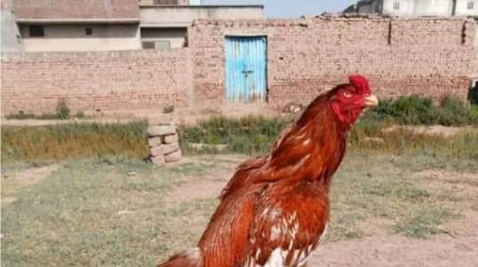 desi and aseell egg fr sale  jawa eggs+lakha eggs+mianwali eggs +