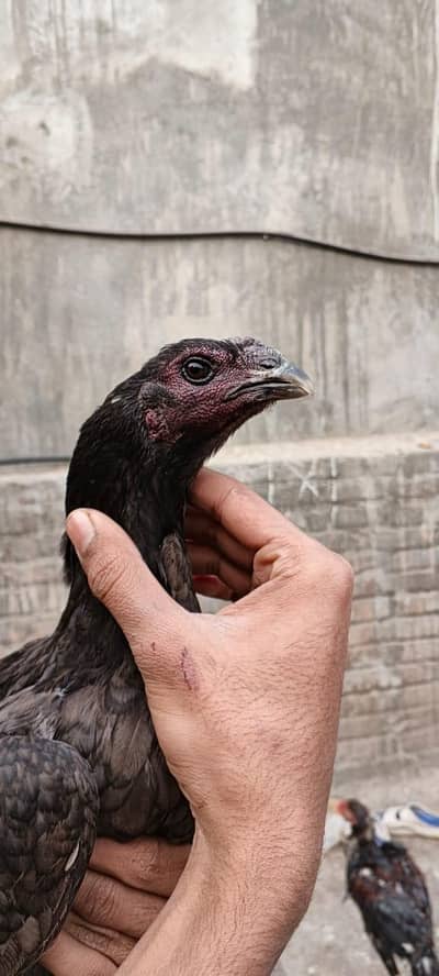 blue dragon female and Red dragon female