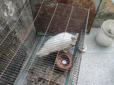 white peacock for sale