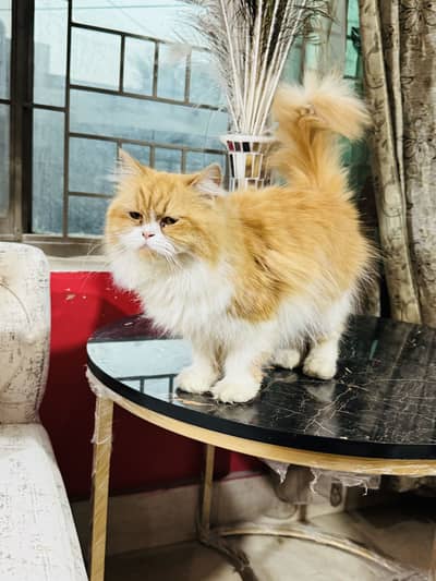 Punch face breeder female