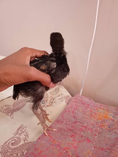 aseel chickes for seal 7 piece hai per piece 800