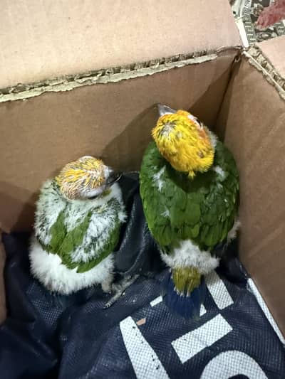 Sun conure and green conure
