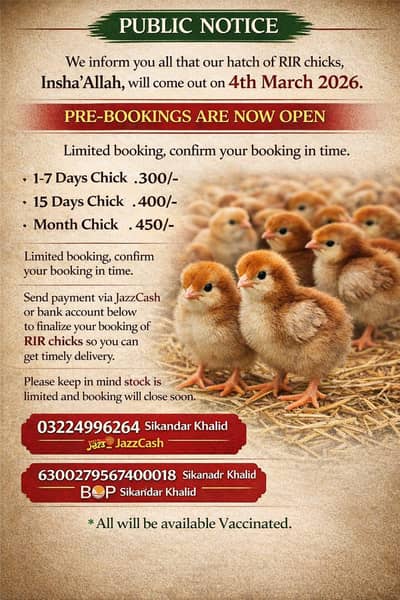 RIR Chciks & Furtile Eggs