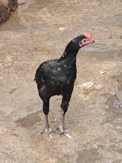 Aseel, golden and RiR