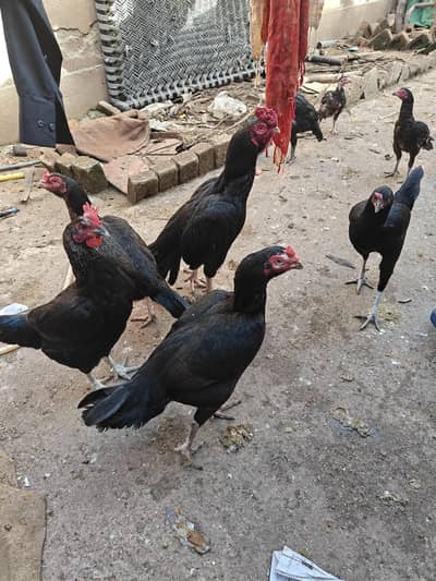 Aseel, golden and RiR