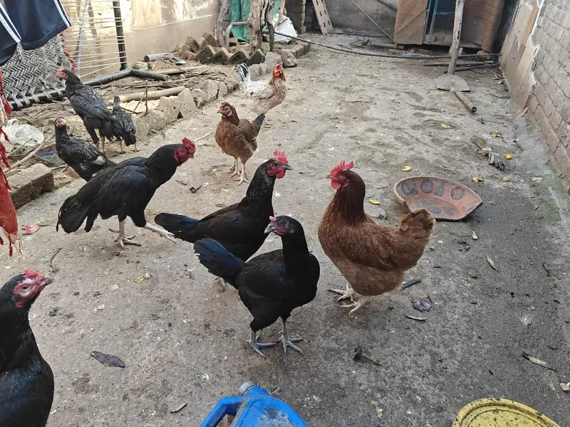 Aseel, golden and RiR — photo 3