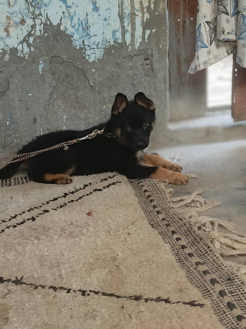 German shepherd 1