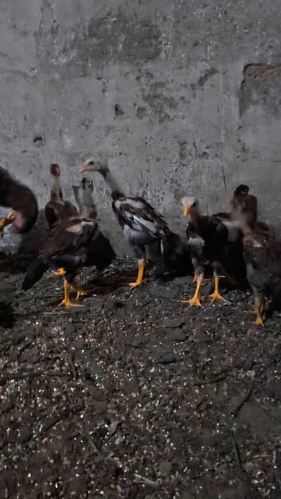 aseel hen with 9 chicks for sale Heera Kay bachy hain