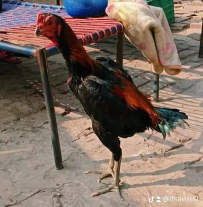 Thai Plus barmi patha for sale